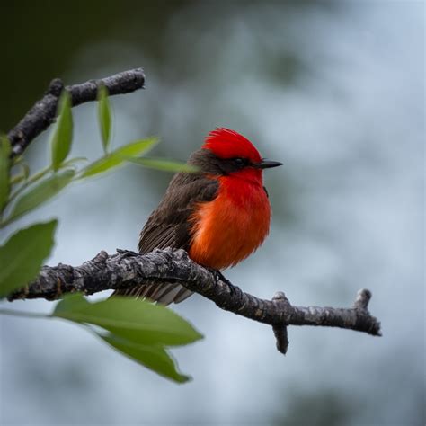 Migratory Birds of Big Bend National Park, Texas | World Migratory Bird Day