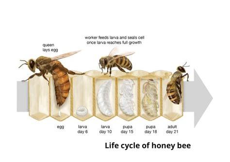 Life cycle of honey bee The life... - Early Discoveries | Facebook