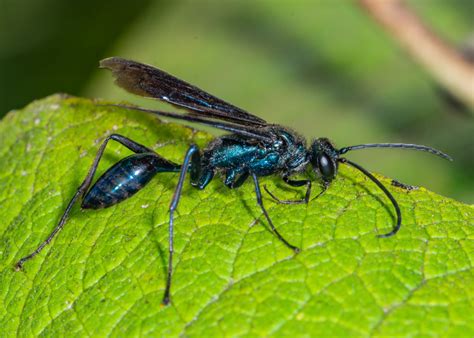 Nearctic Blue Mud-dauber Wasp (Insects of Overton Park's Old Forest, Memphis, TN) · iNaturalist