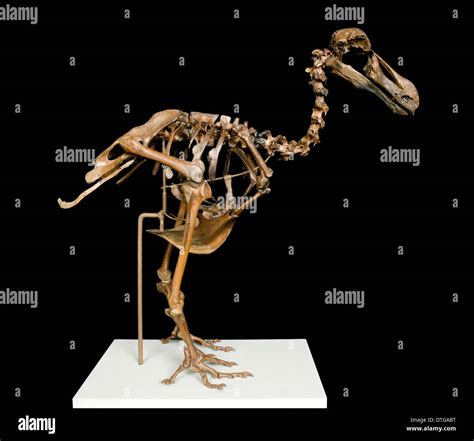 Dodo bird skeleton hi-res stock photography and images - Alamy