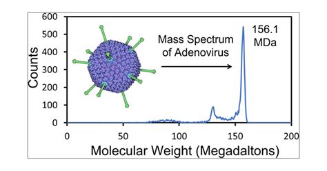 Adenovirus - RushieDimitri