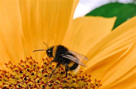 22 Plants For Your Bee-Free Garden