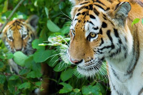 Siberian Tiger Female, With Cub, Captive Photograph by Edwin Giesbers ...