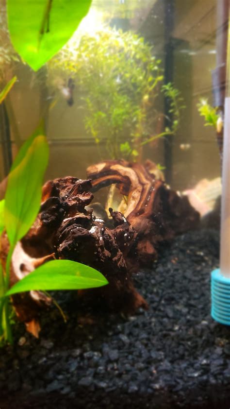 Assassin snail, maybe? What do I do? : r/Aquariums