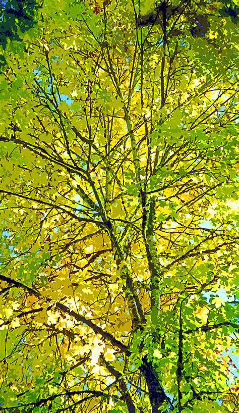 Big Leaf Maple Tree In Autumn Image Photograph by Paul Price