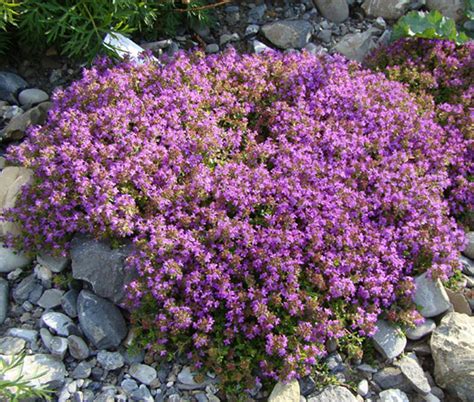 Creeping Thyme Dwarf Thymus Serpyllum Seeds