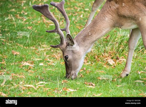 Fallow Deer eating grass Stock Photo - Alamy