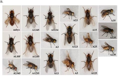 Autosomal Interactions and Mechanisms of Pyrethroid Resistance in House ...