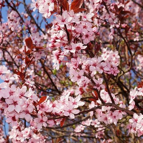 Ornamental Plum Plant Species - The Good Earth Garden Center