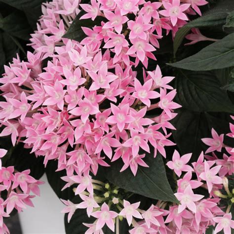 Sunstar® Pink Egyptian Star Flower | Plant Addicts