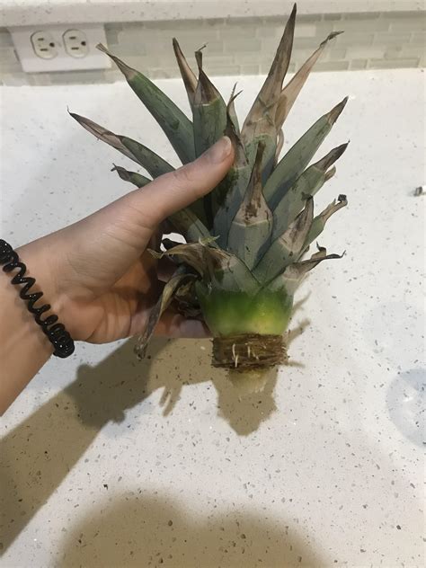 I successfully got this pineapple crown to grow roots! When can I plant this? : proplifting