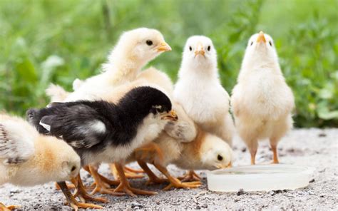 7 Signs a Baby Chick Is Dying - LearnPoultry