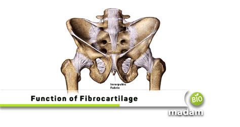 Function of Fibrocartilage - biomadam