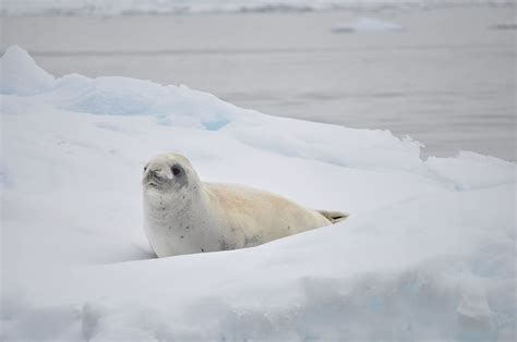 white, sea lion, snow field, seal, antarctica, ice, berg, ocean ...