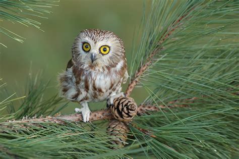 Owls In Texas: 17 Species That You Must-See In This State