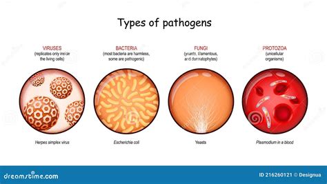 Types of Pathogens. Viruses, Bacteria, Fungi, and Protozoa Stock Vector - Illustration of ...