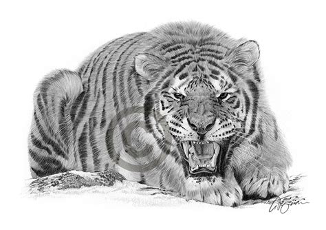 Realistic Pencil Drawing Tiger