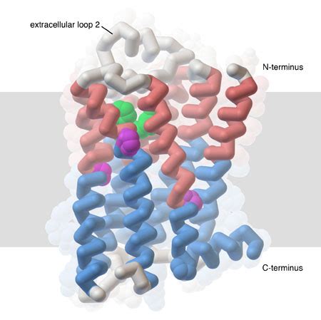 PDB-101: Learn: Structural Biology Highlights: G Protein-Coupled Receptors