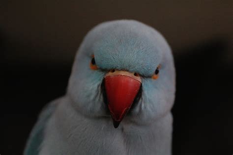 Grey Indian Ringneck Parakeet | Exoticbirdsbreeder.com