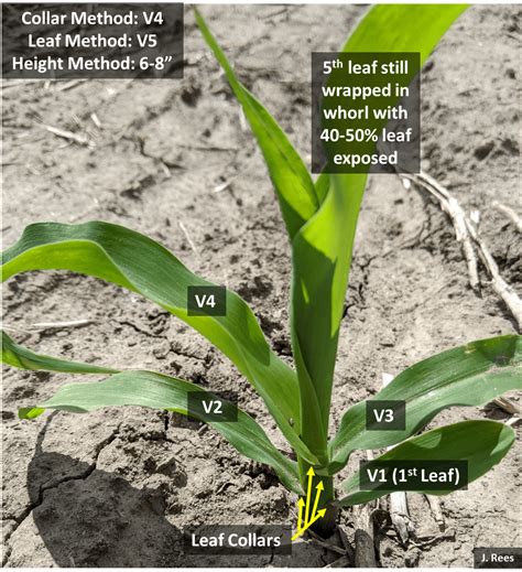 Corn Growth Stages Leaves