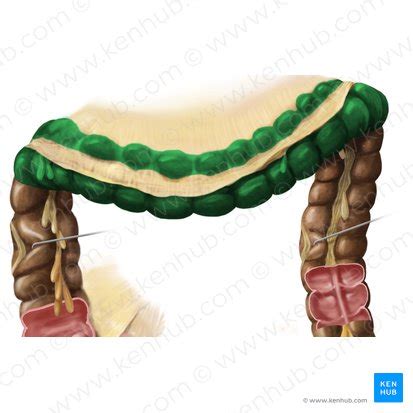 Transverse colon: Anatomy and function | Kenhub