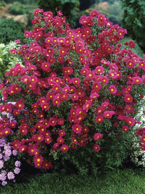 Perennial Asters for Brilliant Fall Bloom – Everybody's Yard & Garden Guide