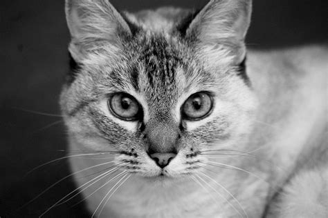 Cat Portrait Black And White · Free photo on Pixabay