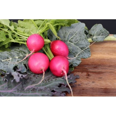 Pink Beauty Radish - [category]