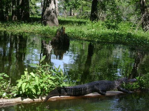 Louisiana Swamp Scene Wallpaper - WallpaperSafari