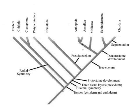 Phylogenetic Tree Animals