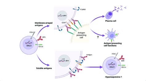 | CD21 lo B cell responsiveness is dependent on how antigen is... | Download Scientific Diagram