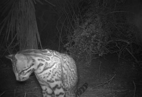 Rare wild ocelot spotted on South Texas wildlife refuge