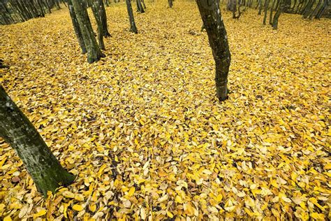 Autumn leaf ,forest 9657713 Stock Photo at Vecteezy