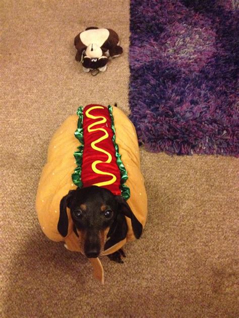 every weiner dog needs a hot dog suit | Weiner dog, Hot dog suit ...