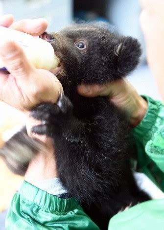 10 Asian black bear cubs to go on public display in central Japan zoo ...