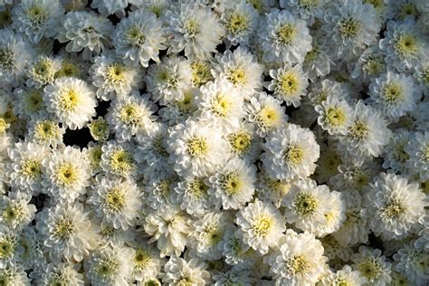 Chrysanthemums in autumn garden 2663248 Stock Photo at Vecteezy