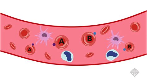 How Gut Enzymes Could Transform Blood Types | Britannica