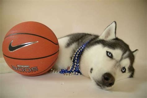 Meet UConn's top dog, Jonathan the Husky