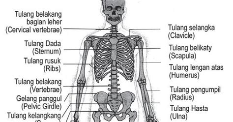 Rian Riswanda: Sistem rangka manusia dan nama ilmiahnya bag. 1