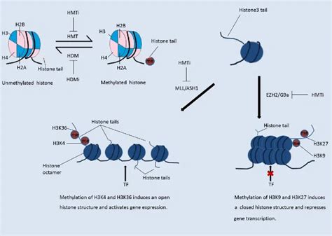 What is Histone Methylation? - Pathosomes