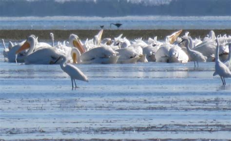 Fabulous Flamingo, Everglades National Park's last outpost