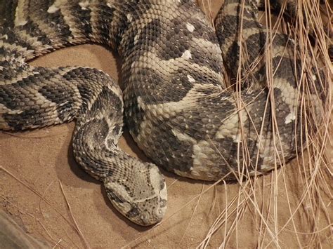 The World's Deadliest, Most Dangerous Snakes to Humans | HubPages