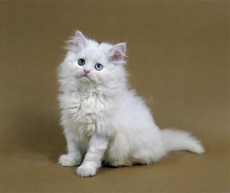 WHITE PERSIAN DOMESTIC CAT, ADULT with DIFFERENT COLOURED EYES Stock Photo - Image of mammal ...