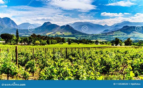 Vineyards of the Cape Winelands in the Franschhoek Valley in the ...