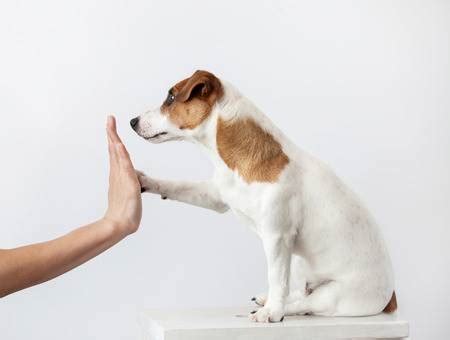 Small Dog Training: How, Where, When and Why: Ultimate Guide