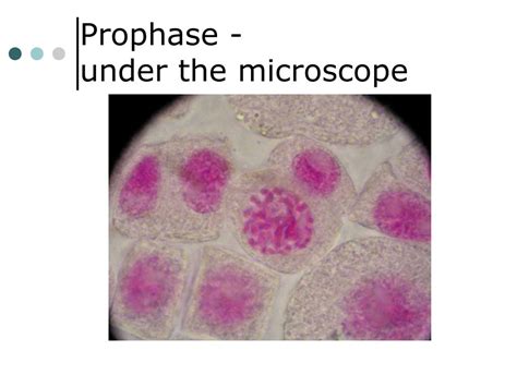 Prophase microscope - specialistsjord