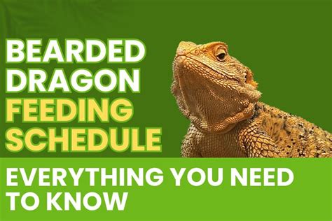 Bearded Dragon Feeding Schedule: Everything You Need To Know - Bearded ...