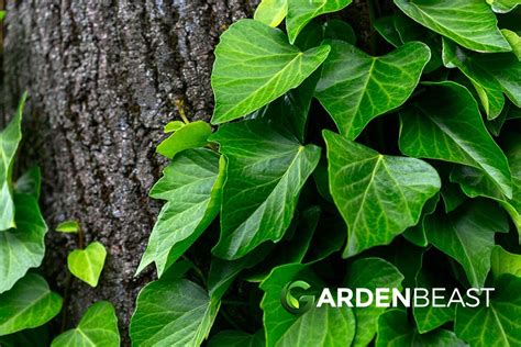 Persian Ivy Guide: How to Grow & Care for “Hedera Colchica”