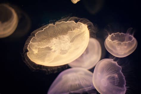 Moon Jellyfish (Osaka Aquarium) | The moon jellyfish can be … | Flickr