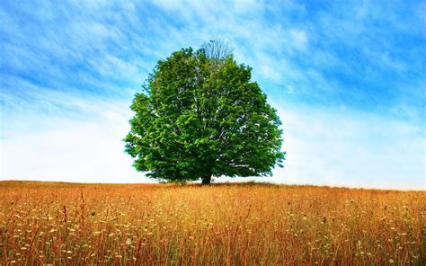 Árvores / Trees / Árboles